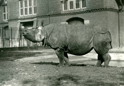An Indian Rhinoceros at London Zoo by Frederick William Bond
